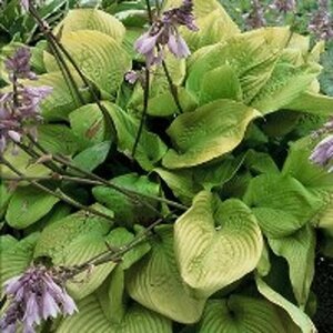 Hosta 'Sum and Substance' P9 - afbeelding 3
