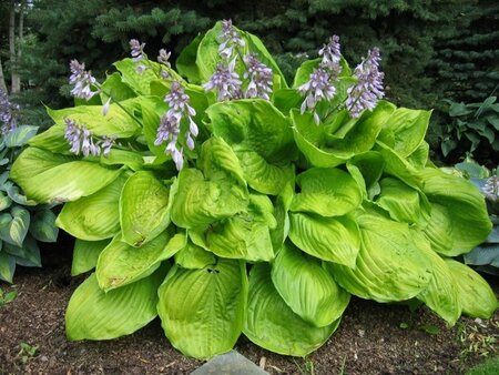 Hosta 'Sum and Substance' P9 - afbeelding 2