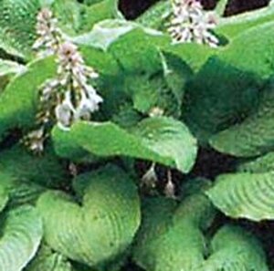 Hosta 'Sum and Substance' P9 - afbeelding 4