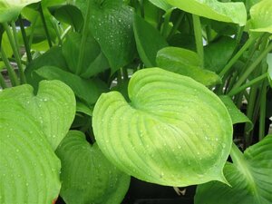 Hosta 'Sum and Substance' P9 - afbeelding 5