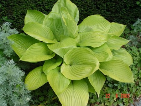 Hosta 'Sum and Substance' P9 - afbeelding 10