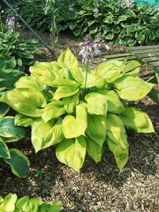Hosta 'Sum and Substance' P9 - afbeelding 6
