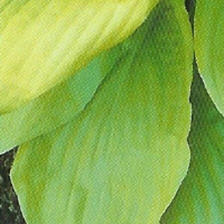 Hosta 'Sum and Substance' P9 - afbeelding 7