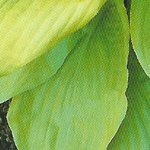 Hosta 'Sum and Substance' P9 - afbeelding 7