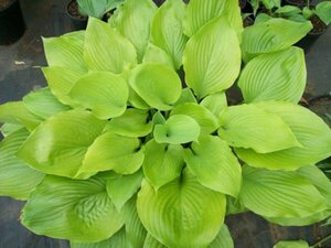 Hosta 'Sum and Substance' P9 - afbeelding 8