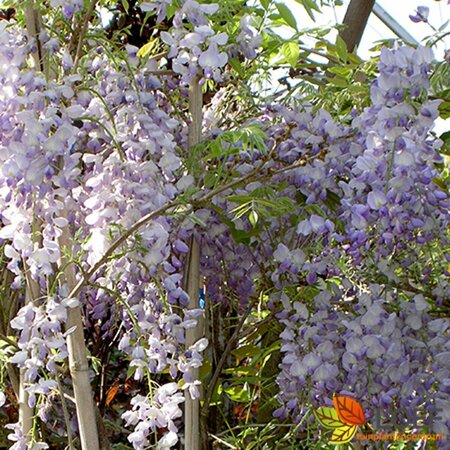 Wisteria sinensis 'Prolific'