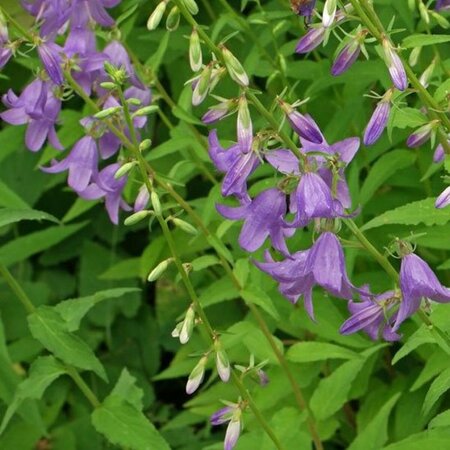 Campanula rapunculoides P9