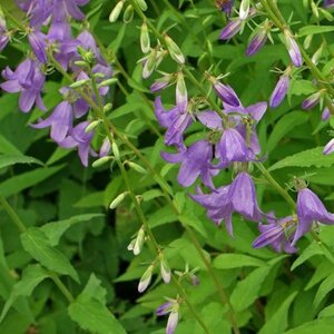 Campanula rapunculoides P9