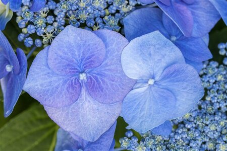 Hydrangea macrophylla 'Blaumeise' - afbeelding 1