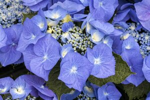 Hydrangea macrophylla 'Blaumeise' - afbeelding 2
