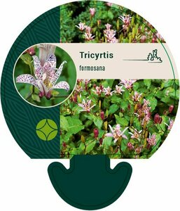 Tricyrtis formosana P9