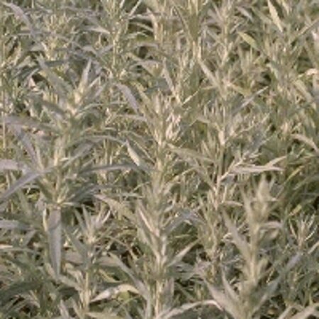 Artemisia ludoviciana 'Silver Queen' P9 - afbeelding 2