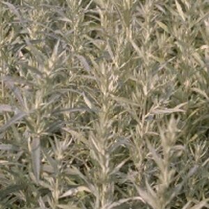 Artemisia ludoviciana 'Silver Queen' P9 - afbeelding 2