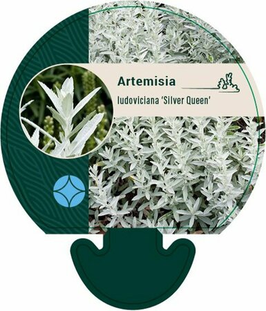 Artemisia ludoviciana 'Silver Queen' P9 - afbeelding 1