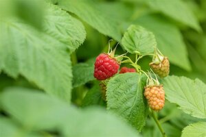 Rubus idaeus 'Tulameen' 50/60 C. 