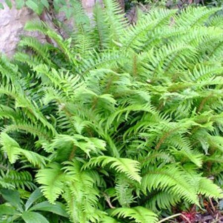 Polystichum munitum C2 - afbeelding 6