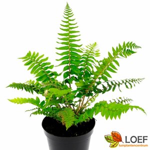 Polystichum munitum C2