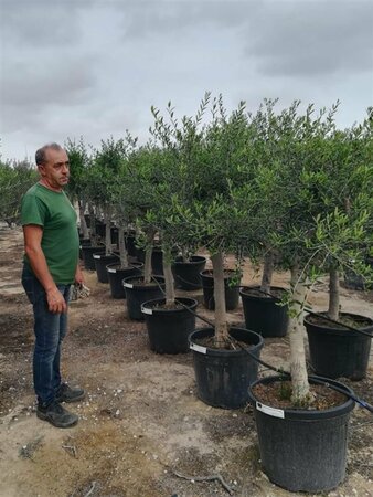 Olea europaea Bonsai 60-80 C. - afbeelding 4