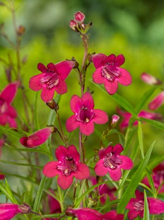 Penstemon 'Andenken an F. Hahn' P9 - afbeelding 2