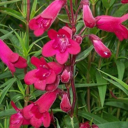 Penstemon 'Andenken an F. Hahn' P9 - afbeelding 3