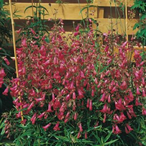 Penstemon 'Andenken an F. Hahn' P9 - afbeelding 4