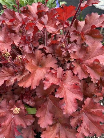 Heuchera 'Boysenberry' P9 - afbeelding 1
