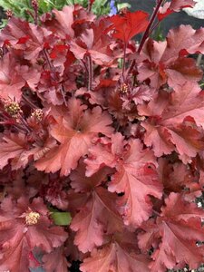 Heuchera 'Boysenberry' P9