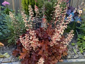 Heuchera 'Boysenberry' P9 - afbeelding 2