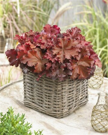 Heuchera 'Boysenberry' P9 - afbeelding 3