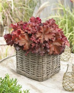 Heuchera 'Boysenberry' P9 - afbeelding 3