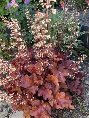 Heuchera 'Boysenberry' P9 - afbeelding 4