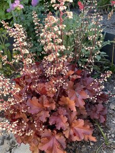 Heuchera 'Boysenberry' P9 - afbeelding 4