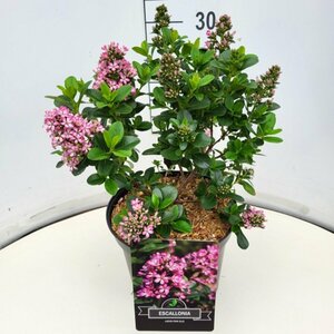 Escallonia leavis 'Pink Elle' C2 - afbeelding 3