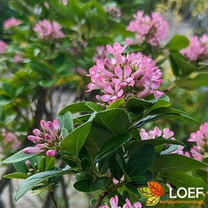 Escallonia leavis 'Pink Elle' C2 - afbeelding 2
