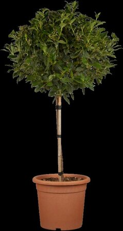 Viburnum tinus 'Eve Price' ST. 100 C.  - afbeelding 3