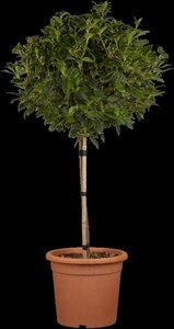 Viburnum tinus 'Eve Price' ST. 100 C.  - afbeelding 3