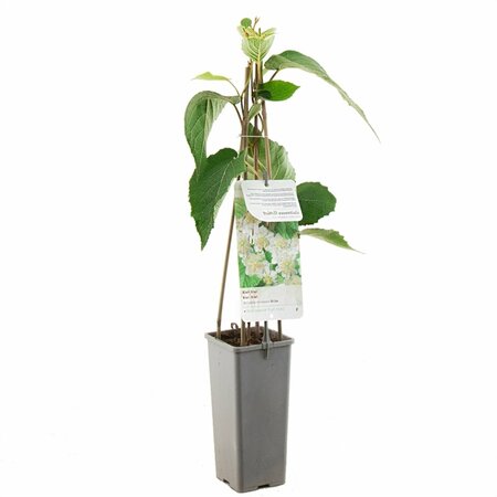 Actinidia deliciosa 'Atlas'