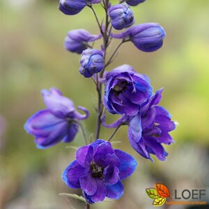 Delphinium grandiflorum 'Blauer Zwerg' P9