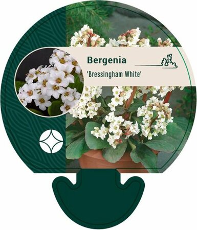 Bergenia 'Bressingham White' C2 - afbeelding 3