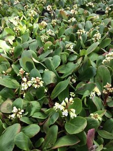 Bergenia 'Bressingham White' C2 - afbeelding 2