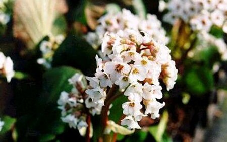 Bergenia 'Bressingham White' C2 - afbeelding 1