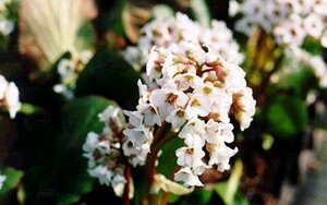Bergenia 'Bressingham White' C2 - afbeelding 1