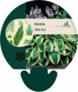 Hosta 'Wide Brim' P9