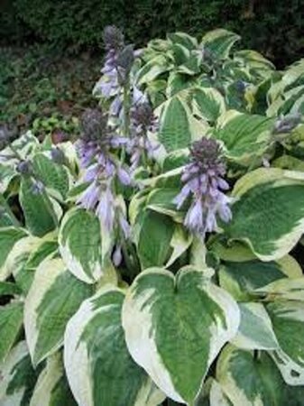 Hosta 'Wide Brim' P9 - afbeelding 4