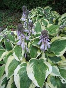 Hosta 'Wide Brim' P9 - afbeelding 4