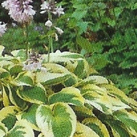 Hosta 'Wide Brim' P9 - afbeelding 5