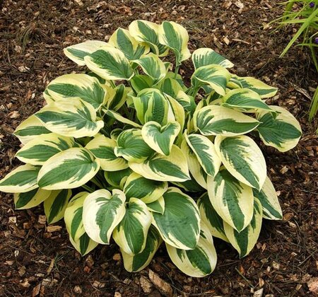 Hosta 'Wide Brim' P9 - afbeelding 6