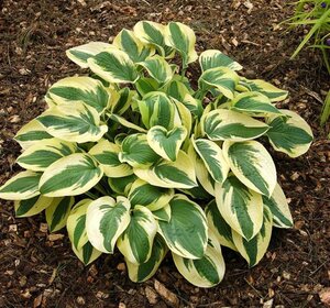 Hosta 'Wide Brim' P9 - afbeelding 6