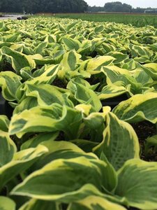 Hosta 'Wide Brim' P9 - afbeelding 3