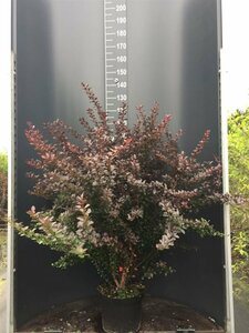 Berberis thunbergii 'Atropurpurea'